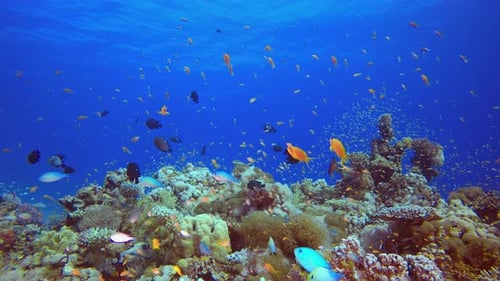Underwater Beautiful Scene