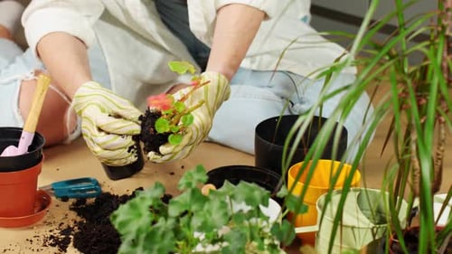 Woman Potting Plants at Home, Close Up