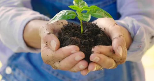 Hands Hold Soil With Small Green Sprout