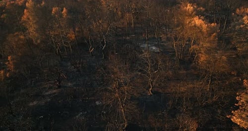 Drone shot tilting over burned woods and scorched soil, wildfire aftermath
