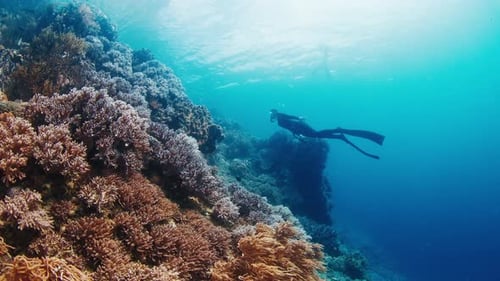 Woman Freediver Swims in the Sea