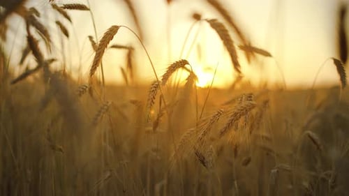 Wheat Field Ears of Wheat Swaying From the Gentle Wind at Sunset