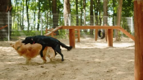 Golden Retriever Playing with Black Labrador in Playground Dogs Having Fun Together Happy Domestic