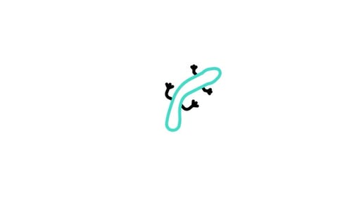 Icône animée Pachytriton