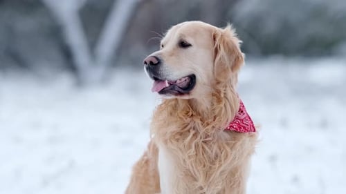 Golden Retriever Dog Sitting in the Snow