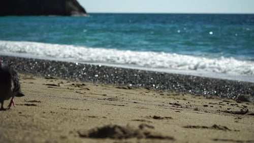 CloseUp Of Pigeon On Sand At Beach Sea