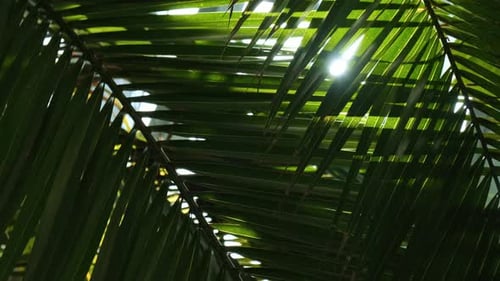 Green Palm Leaf Pattern Texture Abstract Background Tropical Forest Concept of Ecology and