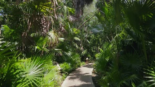 Tropical Path Surrounded by Lush Greenery on Sunny Day