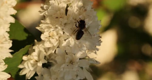 Close-up of a pollen-dusted bee pollinating a white flowers