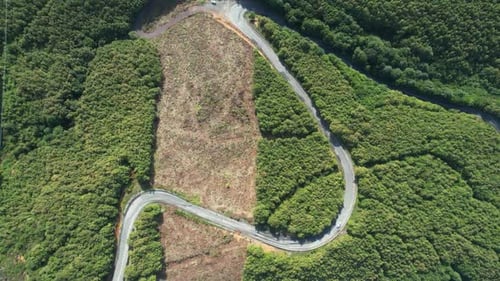 Aerial Road and Forest