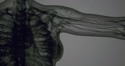 Scientific 3D Visualization of Human Lymphatic System