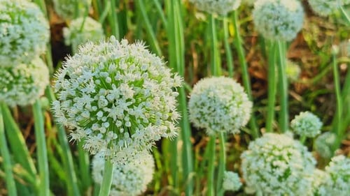 Closeup of Onion Flower Head in Natural Light