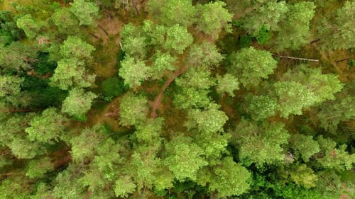 Top down view of dense pine forest, descending