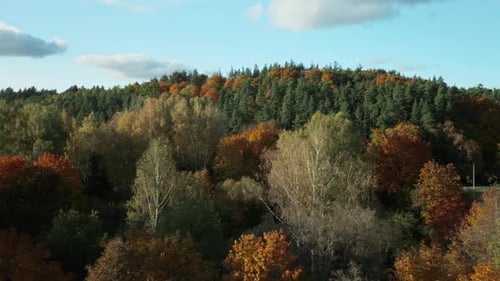 AERIAL: beautiful vibrant colorful forest trees on sunny day with Scenic yellow, red, orange autumn