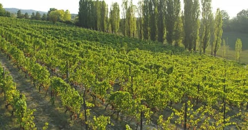 Aerial shot of ecological and biological vineyard with ripe grape bunches used for high quality wi