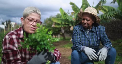 Senior multiracial women having fun together during harvest period in the garden