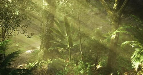 Lush Green Rainforest with Sunlight Filtering Through Tree Canopy