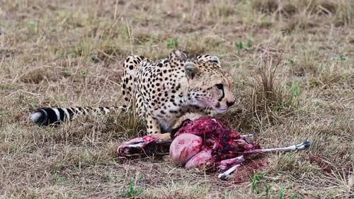 Leopard with just caught prey