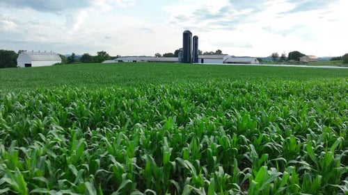 Green cornfield in rural USA during summer. Aerial glide above crops at American farm with barns and
