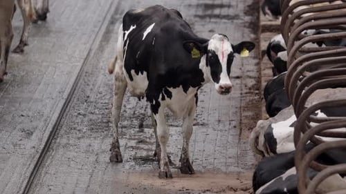 Cows in the dairy farm
