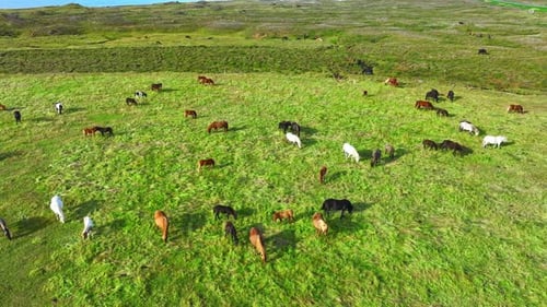 Eine Herde junger Pferde grasen auf der Farm, Ranchtiere auf der Sommerweide in Island