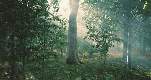 Sunlight Filtering Through Trees in a Peaceful Forest Setting