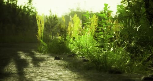 Greenery Along a Tranquil Path in a Sunlit Forest During Late Afternoon