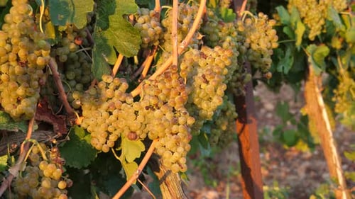 Ripe Grape vines hanging in a Vineyard at sunrise.