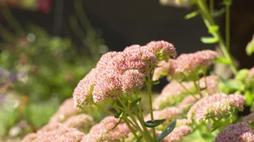 Saison de floraison des plantes Sedum à la fin de l'été.