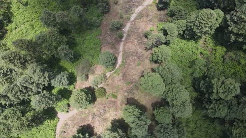 Zenith view above road in middle of forest