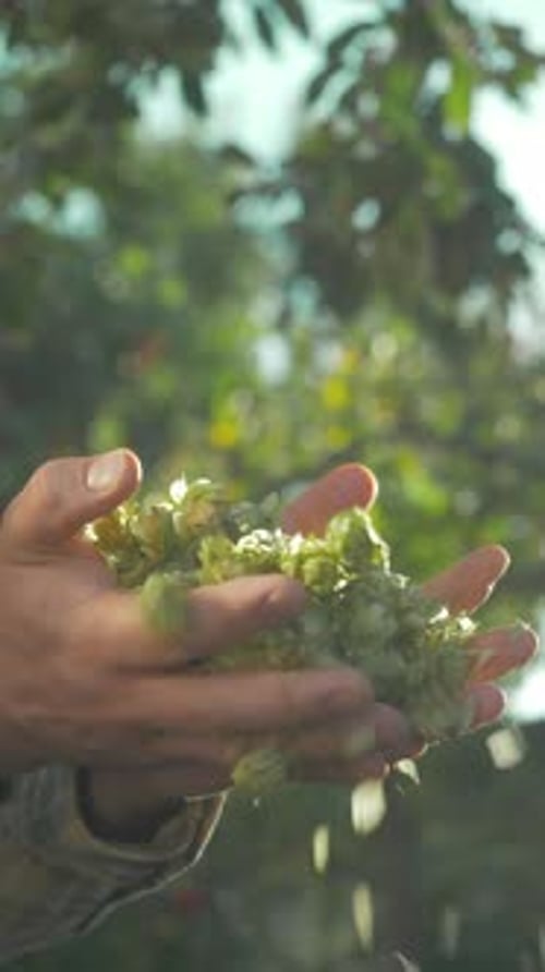 Les cônes de houblon vert sont récoltés pour le brassage et conservés délicatement