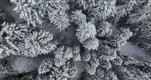Aerial View of SnowCovered Trees in a Beautiful Winter Forest Bathed in Soft Light