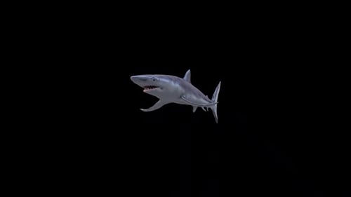 Realistic 3D Animated Shark Swimming Loop