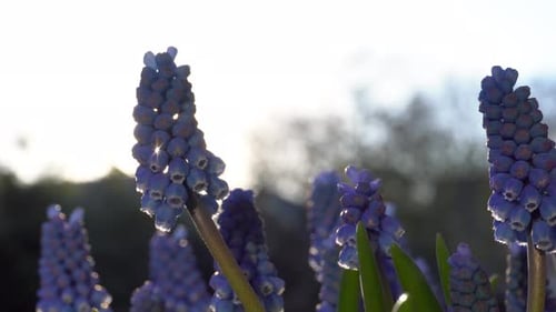 Beautiful common grape hyacinths with sun shining behind purple flower in wild meadow