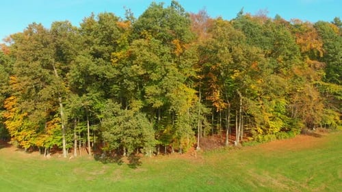 drone flight over beautiful autumn colored forest and autumn landscape