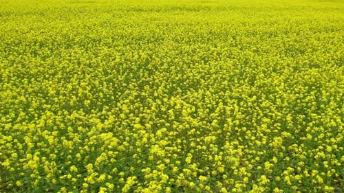 Agricultural Field with Flowering Rapeseed