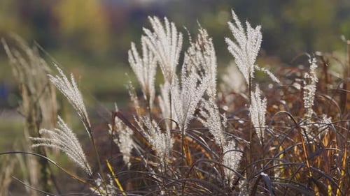 Decorative Grass Blowing Gently in the Breeze