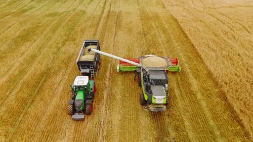 Una cosechadora combinada descarga el grano en un tractor con remolque en un campo de trigo