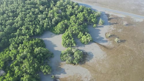 A mangrove forest with a river running through it
