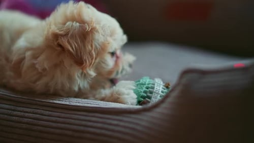 Puppy chewing a toy in dog bed