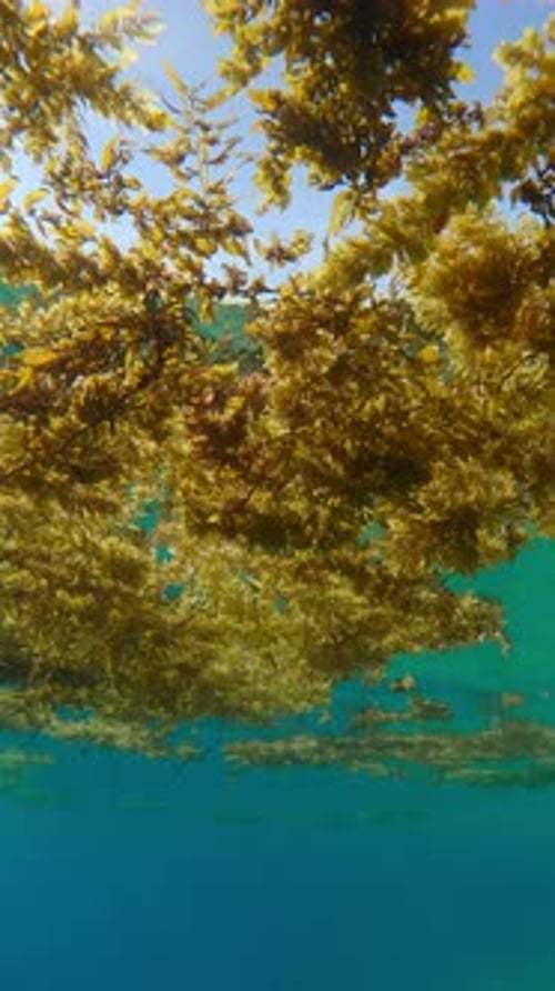 Gros plan de restes d'algues brunes de sargasses déchirés par la tempête flottant à la surface de l'eau