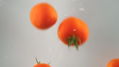 tomato fall