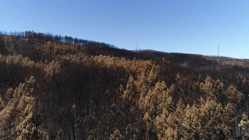 Burned forest Trees and mountain aerial