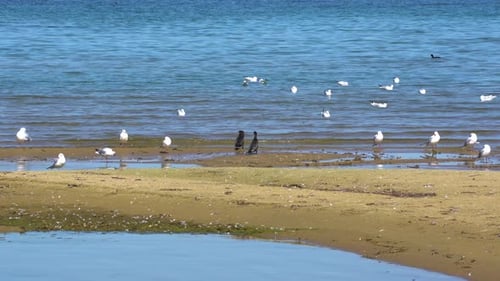 Wildvögel am Seeufer, die im seichten Wasser schwimmen, Möwen und Kormorane