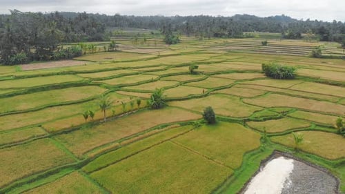 Panoramic Aerial View on Rice Green Yellow Agricultural Field Separated on Parts in Asian Country