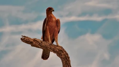 Tawny Eagle Perched on Dead Tree Branch