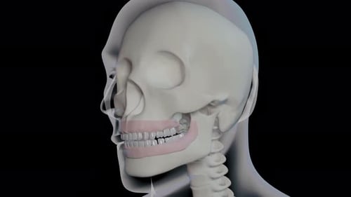 Öffnen und Schließen des menschlichen Schädels und Kiefers in einer medizinischen Animation