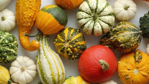 Colorful Gourds and Pumpkins Collection from Above