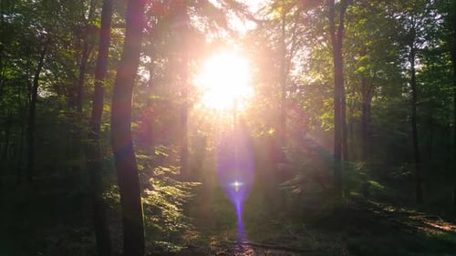 Forêt enchantée avec des rayons de soleil à travers les arbres, un Drone à l'envers