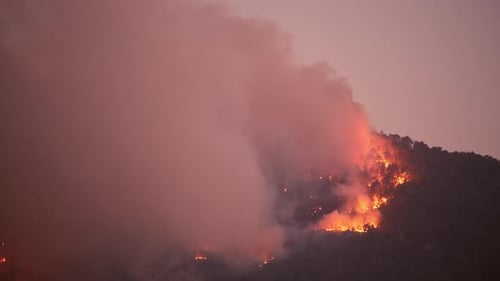 Burning Forest